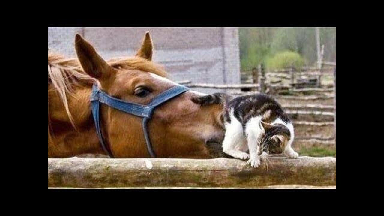 Top UNBELIEVABLE FUNNY ANIMALS! MOMENTS that will make you LAUGH!