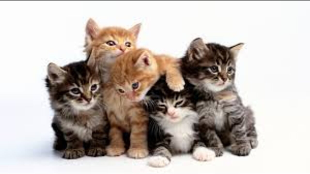 Funniest Cats 😄 don't try To hold back laughter funny cats life.