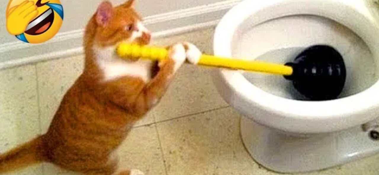 Funny Animals π΅ππΆπ· cats and dog