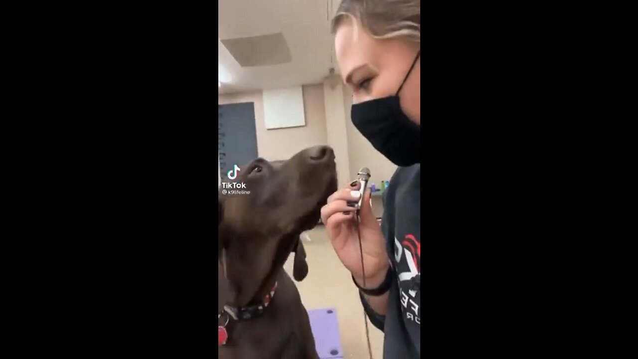 Your dog knows the truth