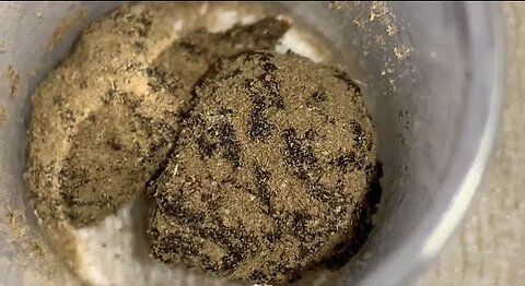 Moon Rocks!