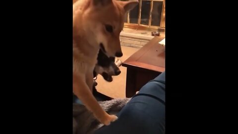 😂 Funny dogs video 😂 funny video 2022 🤣 cute dog 🤣 dogs 🤣 Nature_Animals_Videos