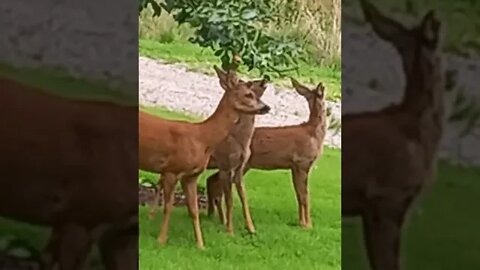 Breakfast 'on the lawn'...