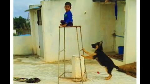 German shepherd attacking kid