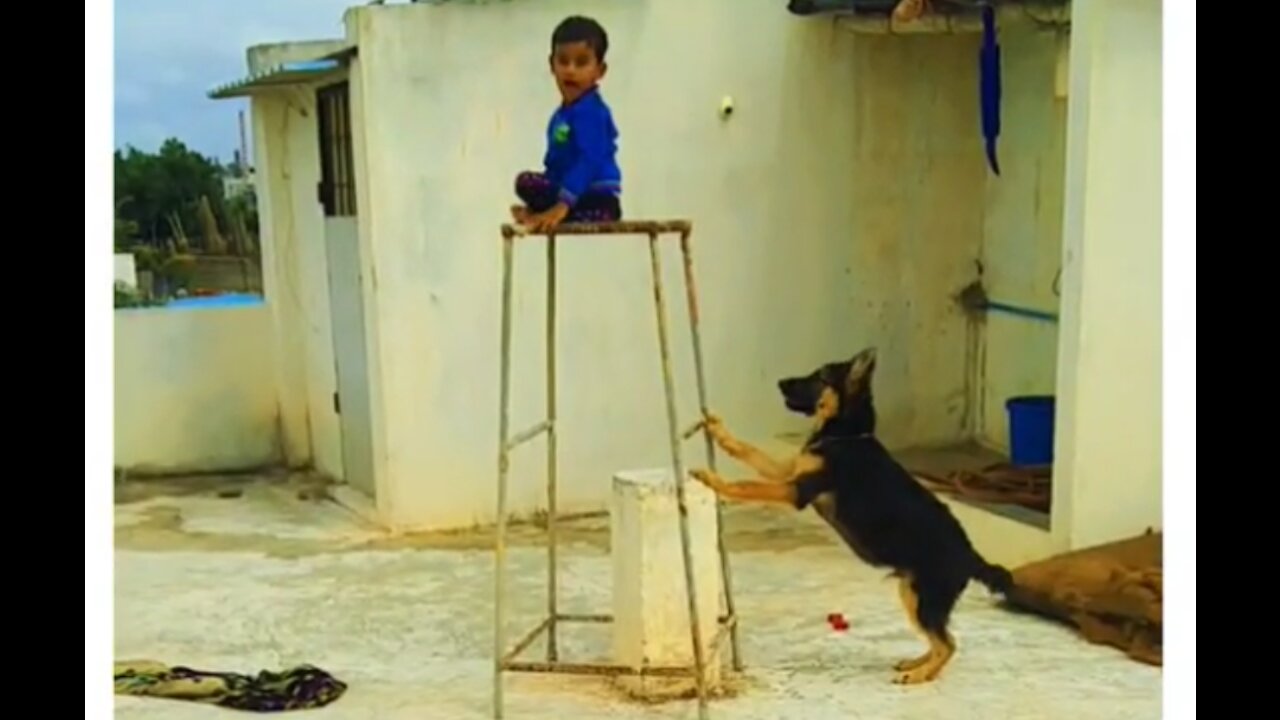 German shepherd attacking kid