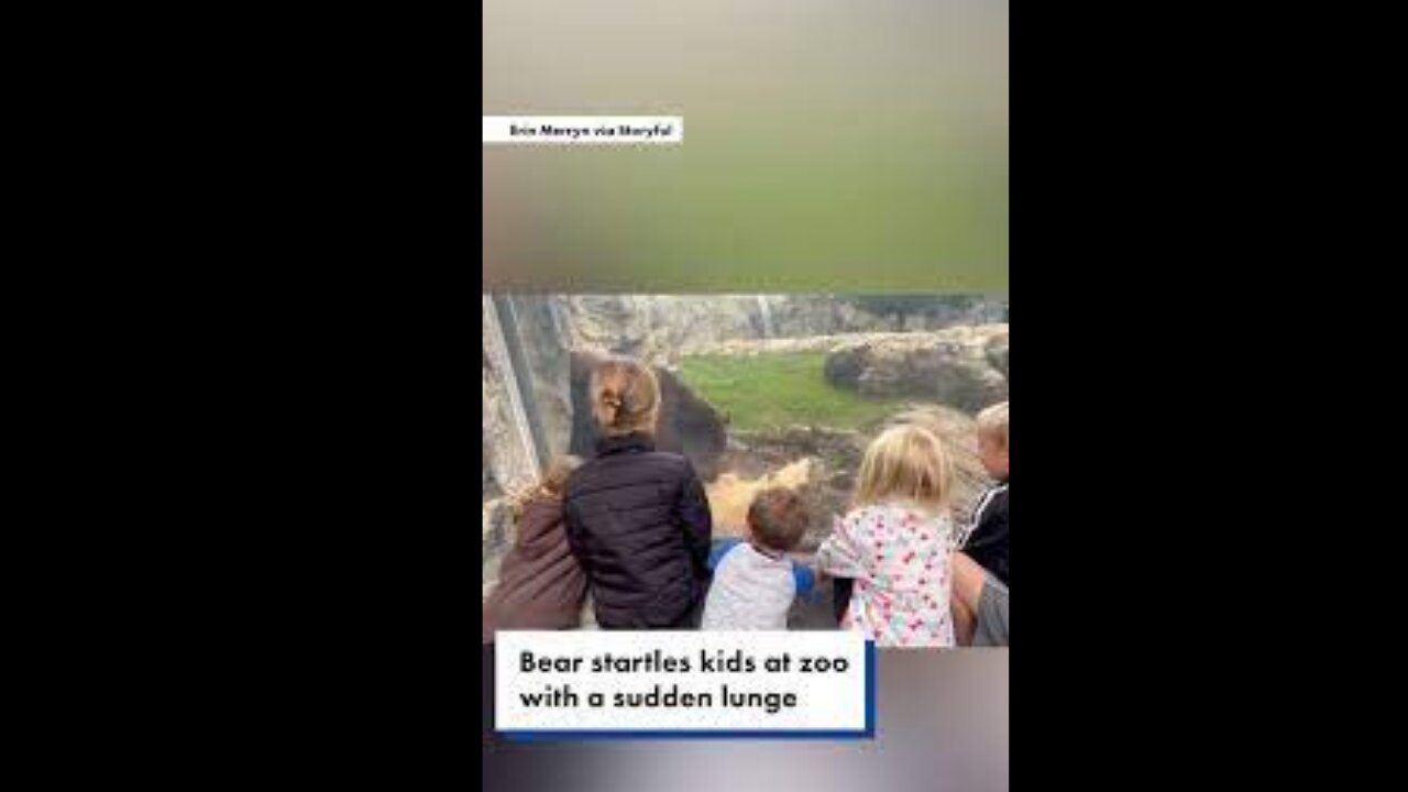 Bear Startles Kids at Zoo With Sudden Lunge and Paw Swipe