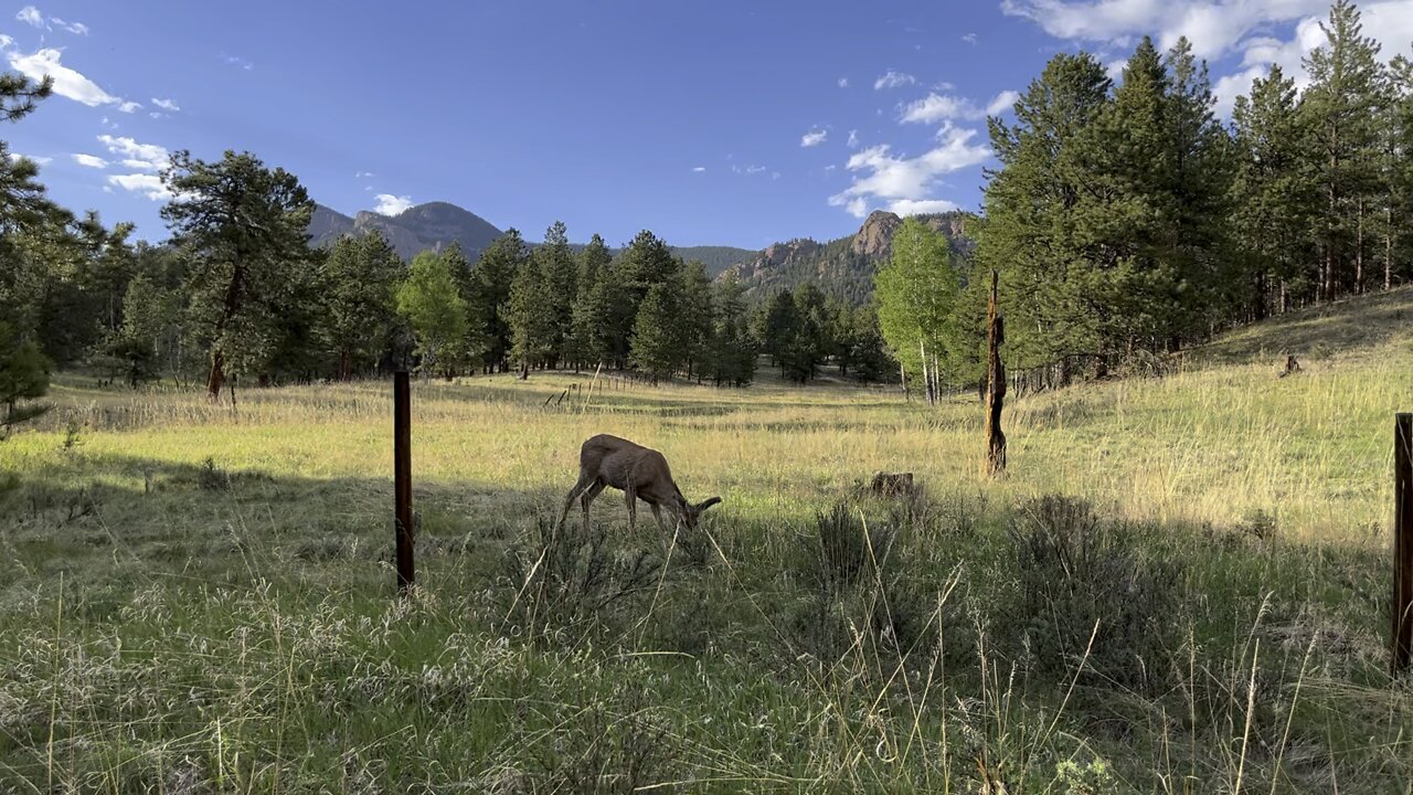 Watching young buck eating grass