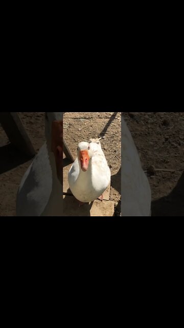 Edwin the attack goose visits me 💕