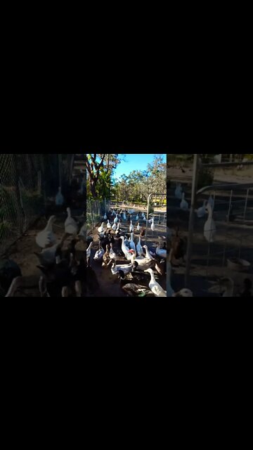 Good morning Quakers