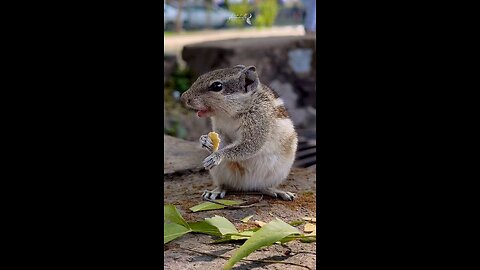 Cute Squirrel🐿🐿 Eating Yummy Food