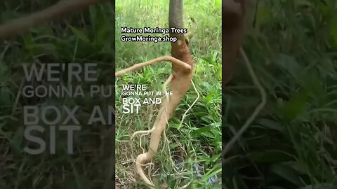 Mature Moringa Trees with Tap Root