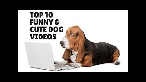 TOP 10 dog barking videos compilation 2023 Dog barking sound - Funny dogs