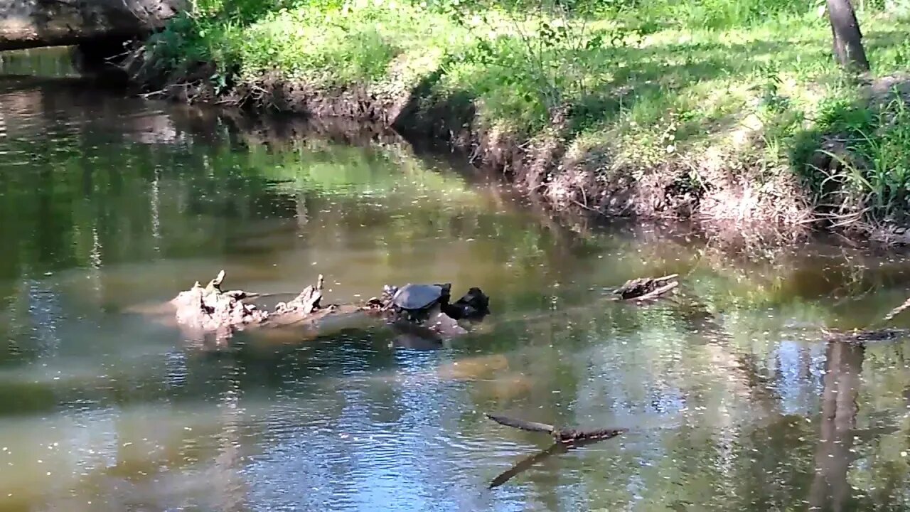 Walk by the Creek