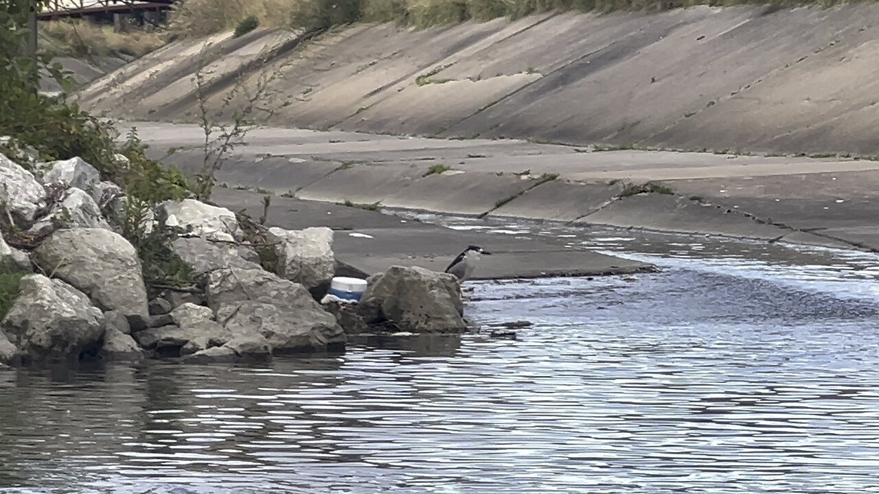 Black-Crowned Night-Heron