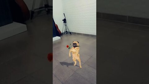 Vídeo de Animação Gratis #shorts