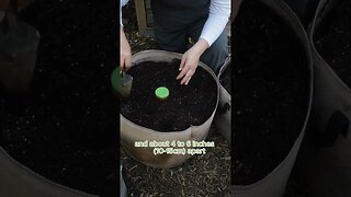 Growing GARLIC in GROW BAGS