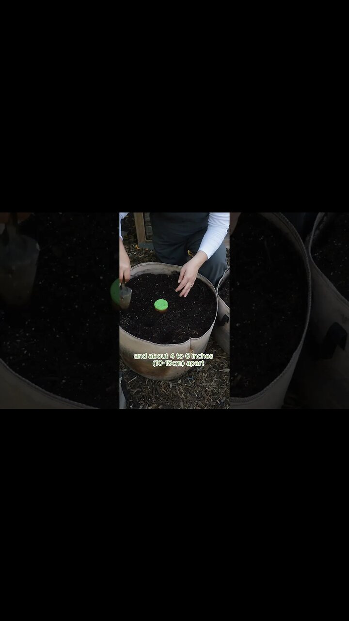 Growing GARLIC in GROW BAGS