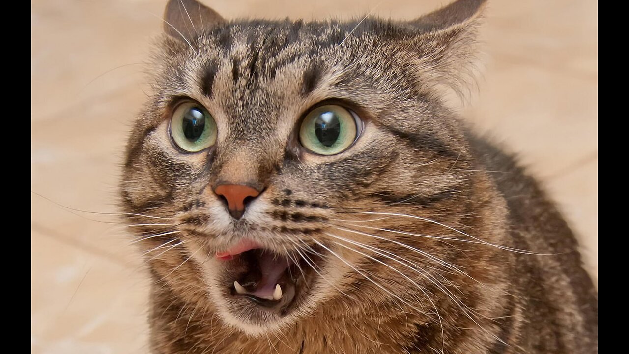 Cat is funny