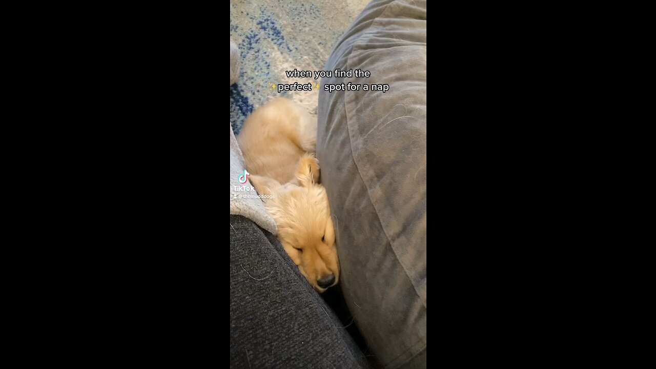 Puppy Sleeping in Cute Position