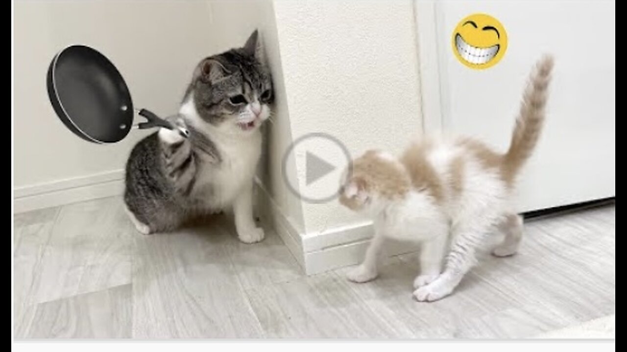 Funny Animal Videos 2023 🥰 - Funniest Dogs and Cats Videos 😁 #6