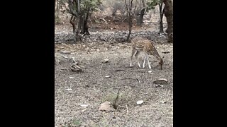 Deer siting in Ranthambore National Park