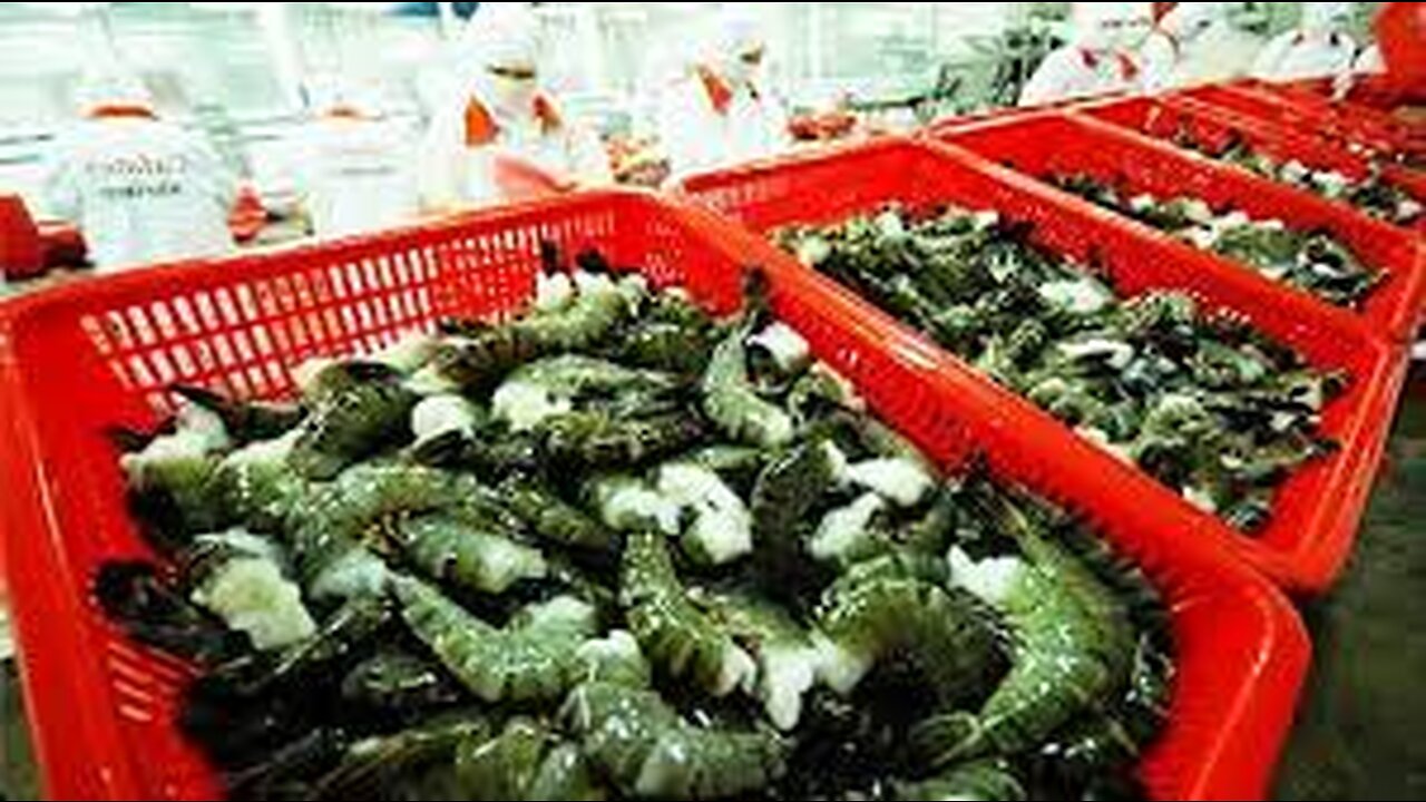 Awesome Shrimp Farm in Japan - Japan aquaculture technology - Prawns Harvesting Packing