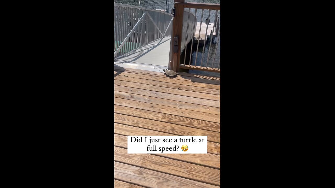 who said that turtle is slow😂