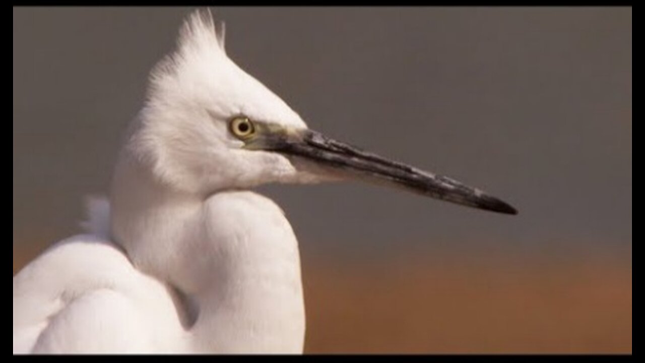 An Indian Paradise for Birds - Ganges