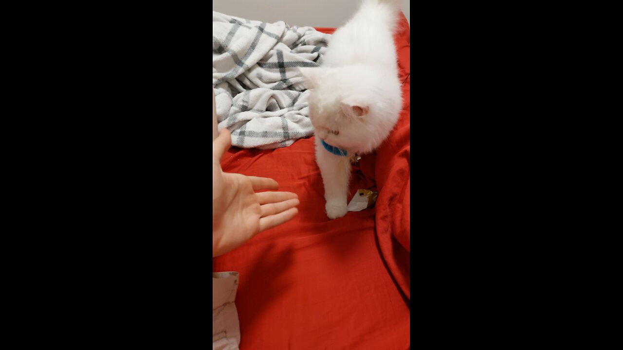 Cat Brings Toy to Owner