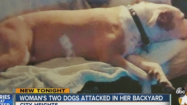Woman's two dogs attacked in her backyard