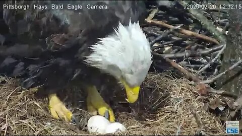 Hays Eagles Its a PIP ! Hays nest PGH 2020 03 20 -12 30 pm