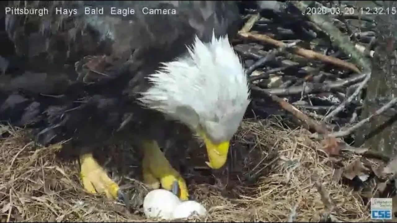 Hays Eagles Its a PIP ! Hays nest PGH 2020 03 20 -12 30 pm