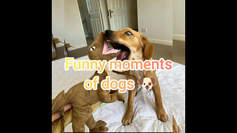 Funny moments of dogs