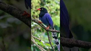 Urocissa Caerulea - GRALHA AZUL DE TAIWAN | #shorts