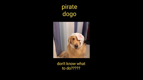 Pirate doggo and confused cat