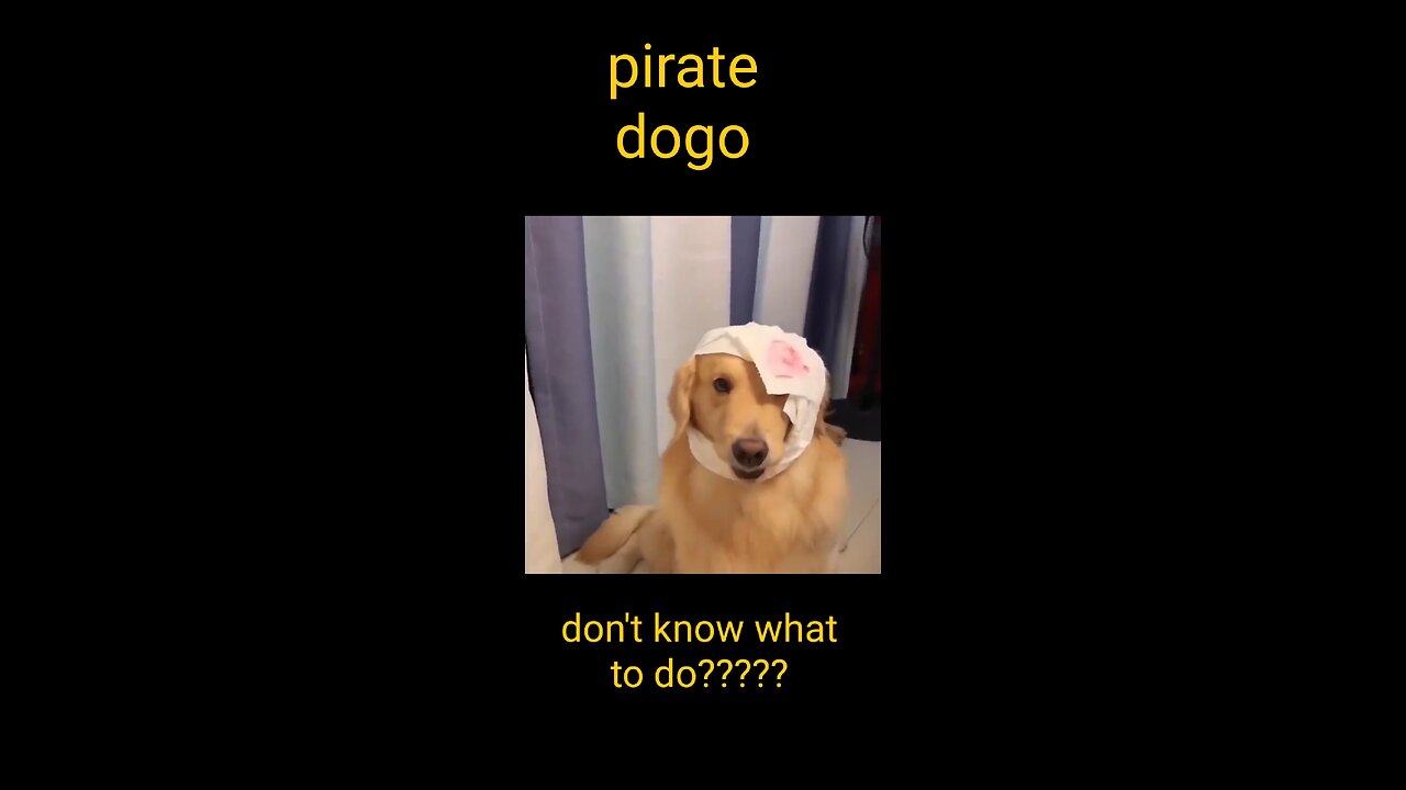 Pirate doggo and confused cat