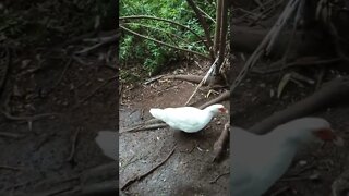 A couple of Muscovy girls