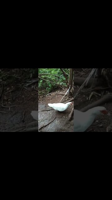 A couple of Muscovy girls