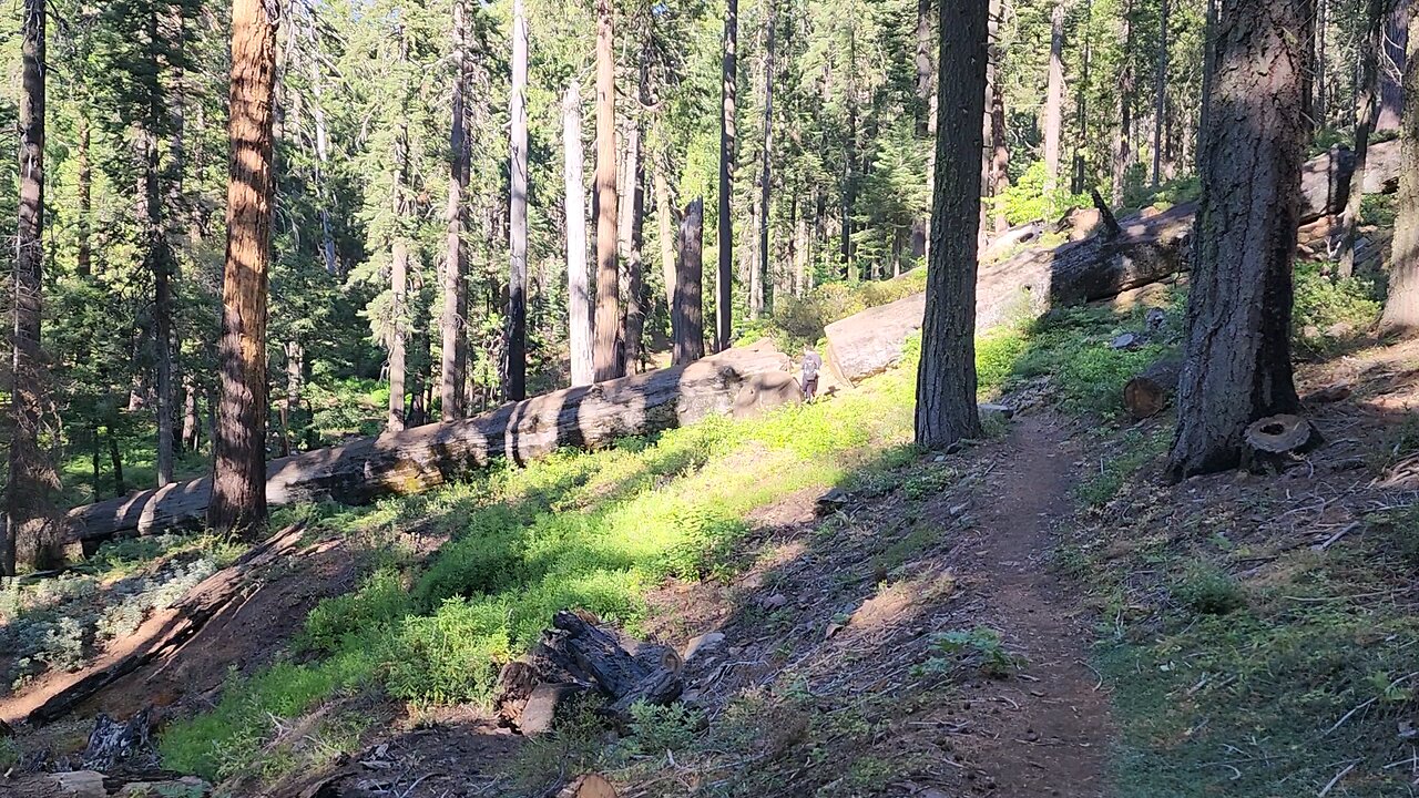 FALLEN GIANT BIG TREES Park area Sequoia Redwood Forrest