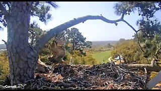 Mom Brings a Snake Back to The Nest 🦉 3/29/22 11:58