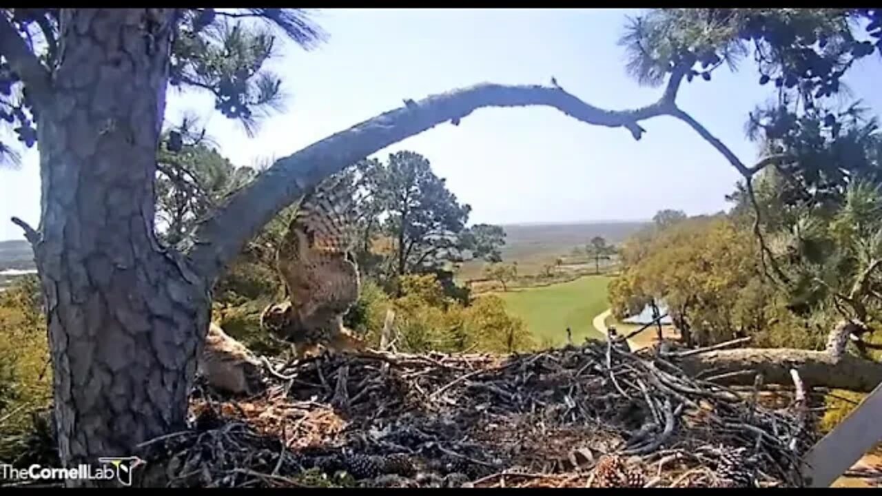 Mom Brings a Snake Back to The Nest 🦉 3/29/22 11:58