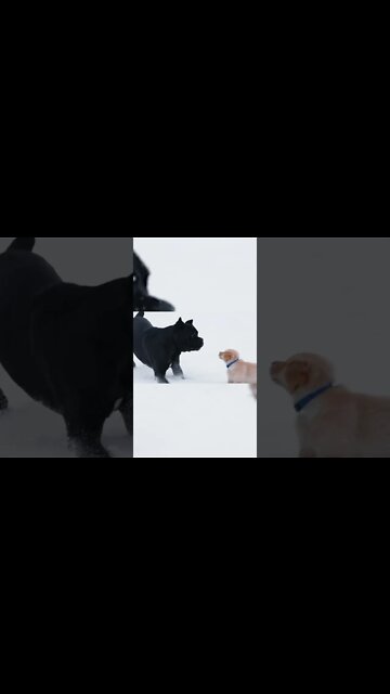 Cane Corso & Puppy Golden Become Best Friends #shorts #viral #funnydogs #pets