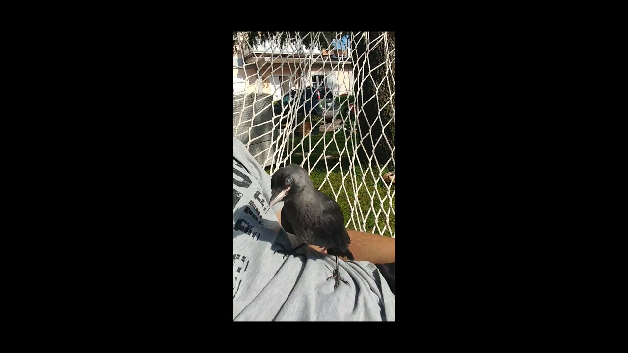 Bruce the ITALIAN CROW Is REALLY HAPPY to be FREE