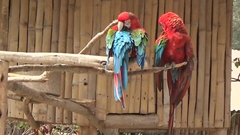 Parrots cleaning their Feathers