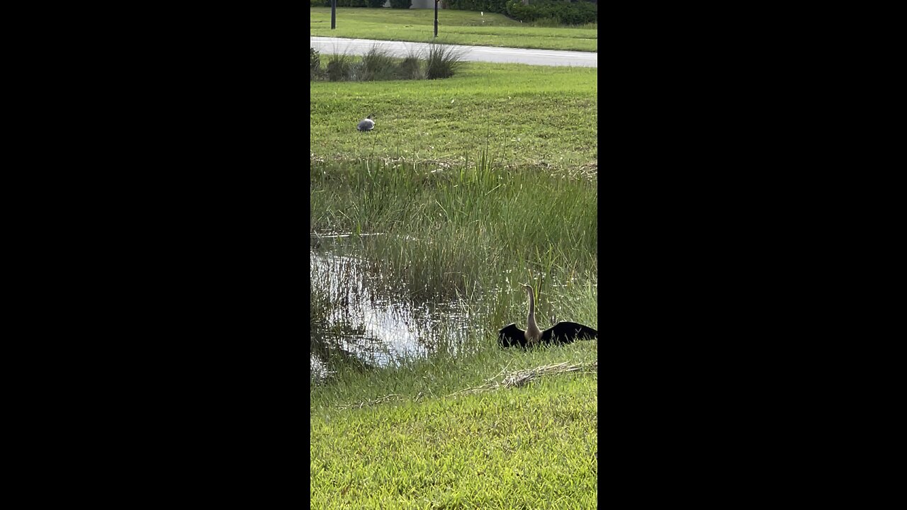 Why Did The Turtle Watch The Anhinga? #4K