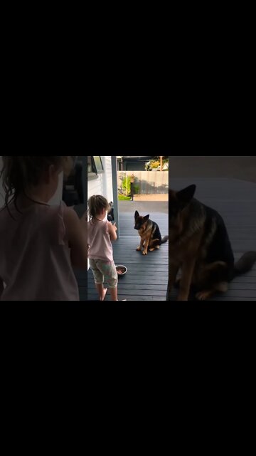 Both are very cute and smart 🐾🥰❤️ #GermanShepherd #gsddog #gsdphoto #cutepuppy #gsd #gsdlove