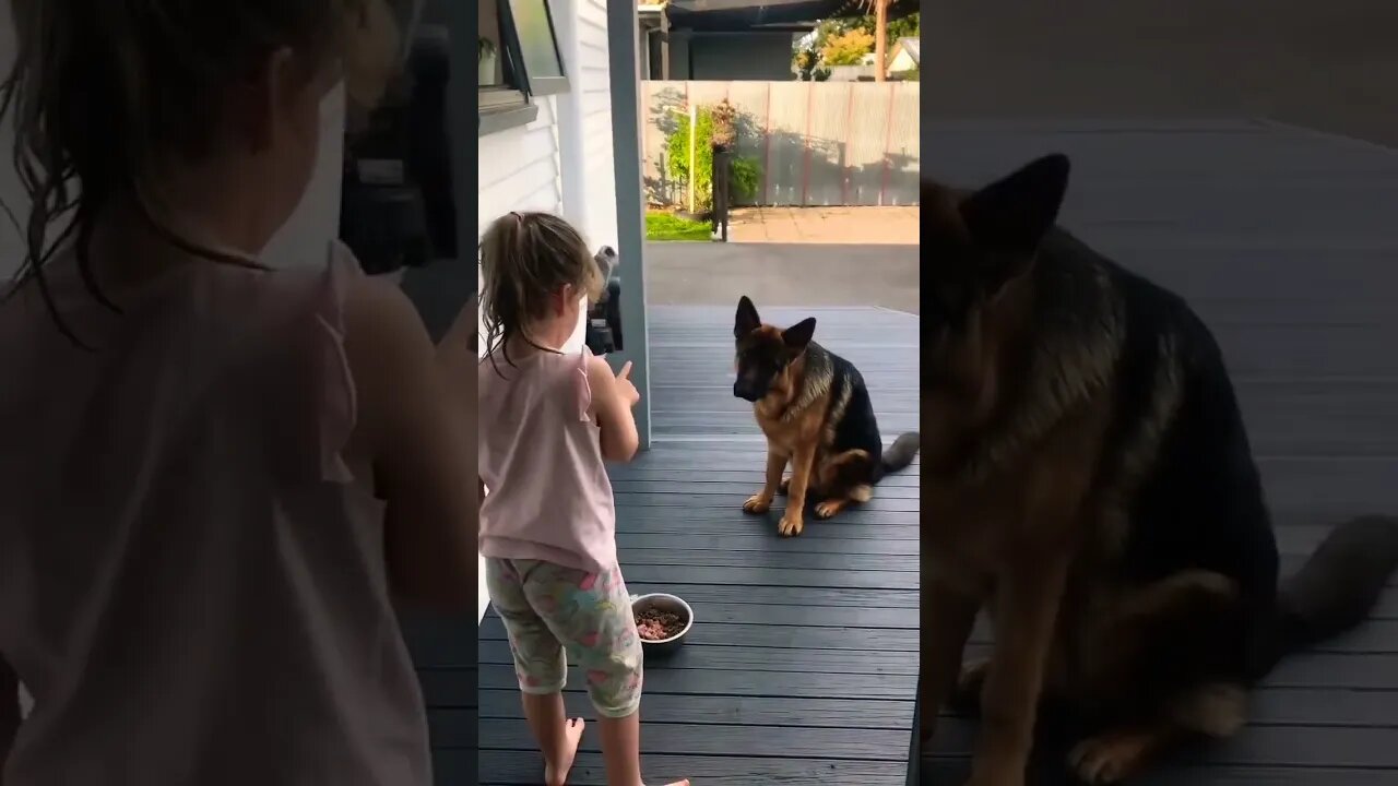 Both are very cute and smart 🐾🥰❤️ #GermanShepherd #gsddog #gsdphoto #cutepuppy #gsd #gsdlove