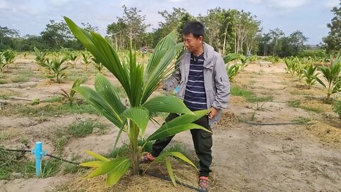 កង្វល់ទុរេនគឺបូសទឹកក្នុងដី ឯកង្វល់អ្នកដាំដូងគឺស្អុយបណ្ដូល
