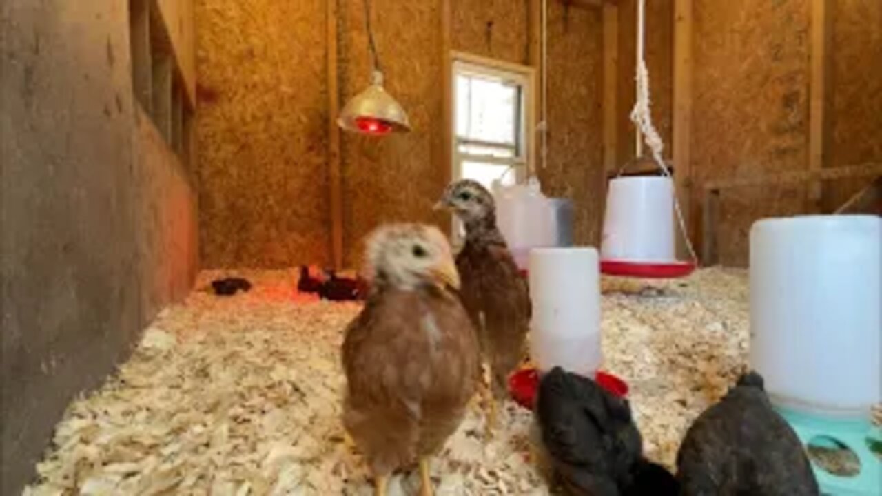 How Chickens are too many? Tiny Homestead two week update