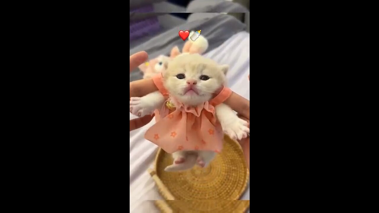 So Cute Kitten 🥹😍♥️ #cat #lovecat #cat #catvideo #Catlover #princesscat #cutecat #kitten